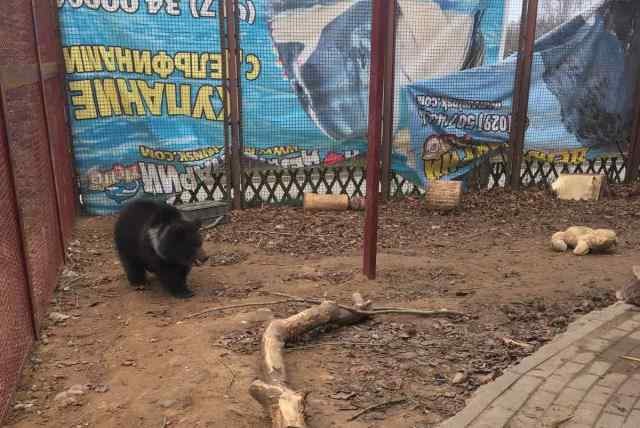 Медвежонок, спасенный из дикой среды, находится на реабилитации в Румынии